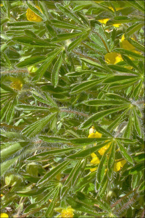 Image of Potentilla heptaphylla subsp. australis (Nyman) Gams