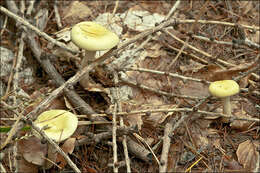 Image of Hygrophorus lucorum Kalchbr. 1874