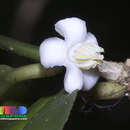 Image de Merope angulata (Willd.) Swingle