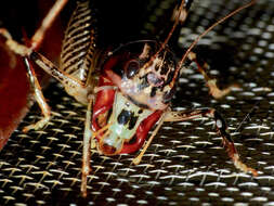 Image of wetas and king crickets