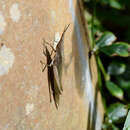Image of Pinkwinged grasshopper