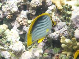 Image of Black-back Butterflyfish