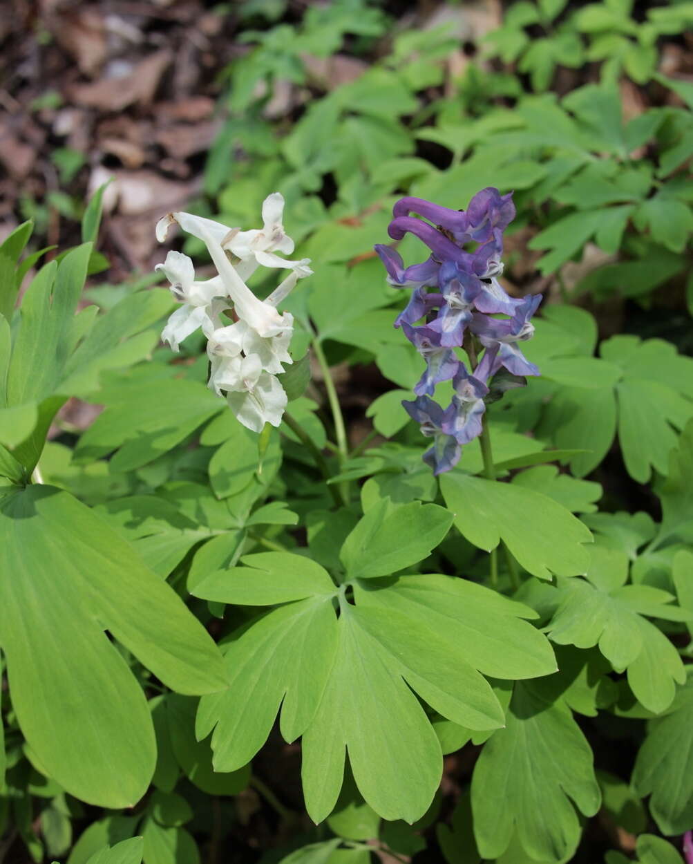 Слика од Corydalis cava (L.) Schweigger & Koerte