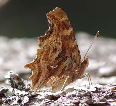 Слика од Polygonia satyrus Edwards