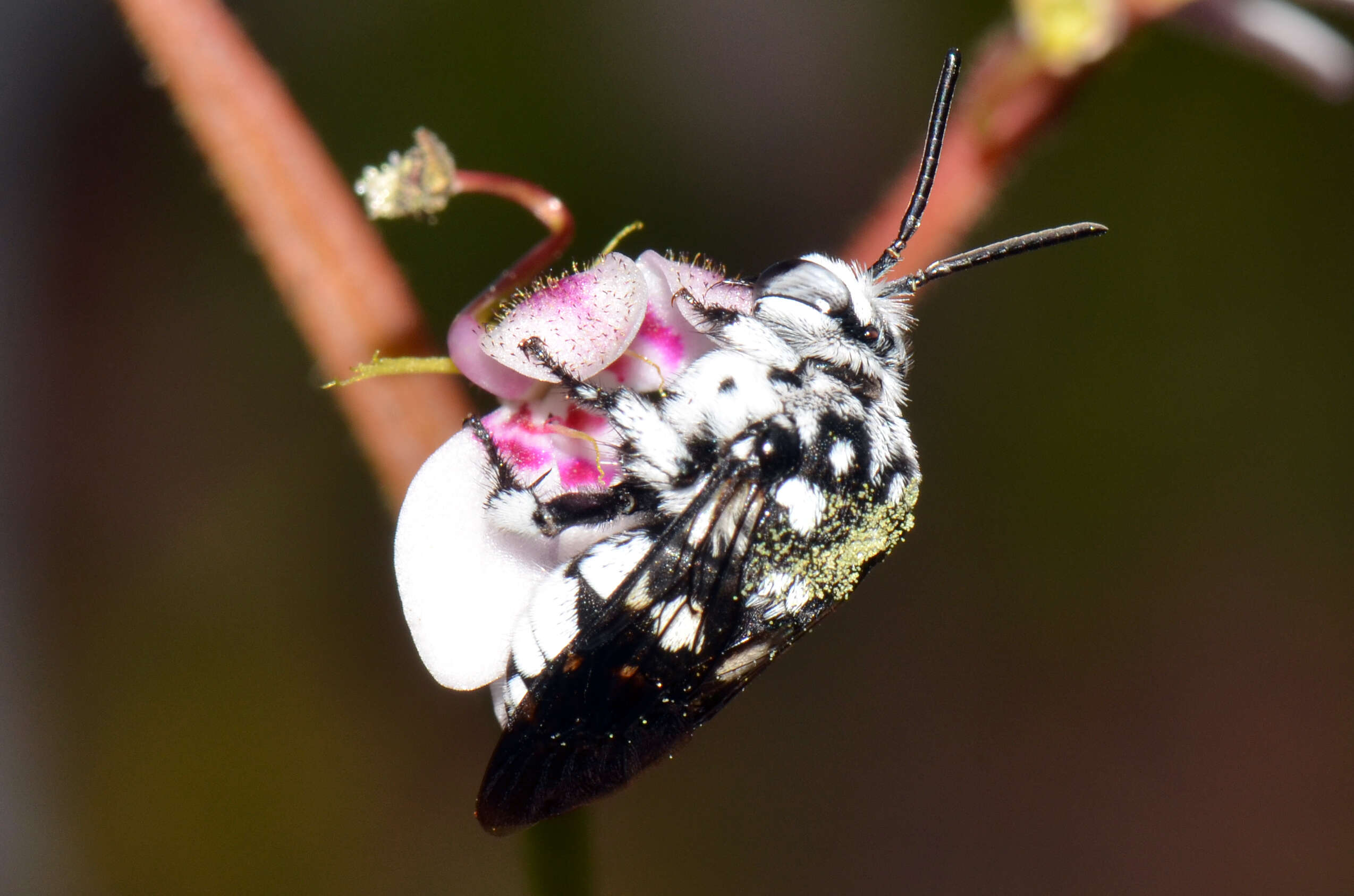 Image of Stylidium crassifolium R. Br.