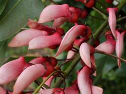 Image of Coral tree