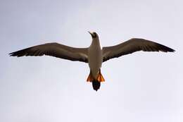 Image of Masked Booby