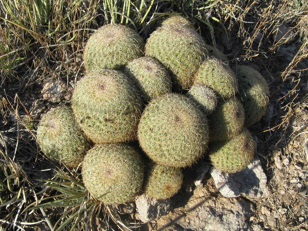 Image of Golden-chested Beehive Cactus