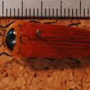 Image de Hiperantha testacea haemorrhoa Fairmaire 1851