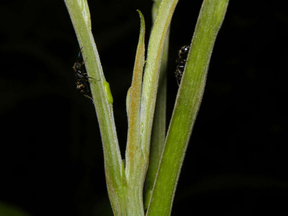 Imagem de Parkia pendula (Willd.) Walp.