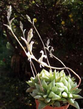 Haworthia resmi