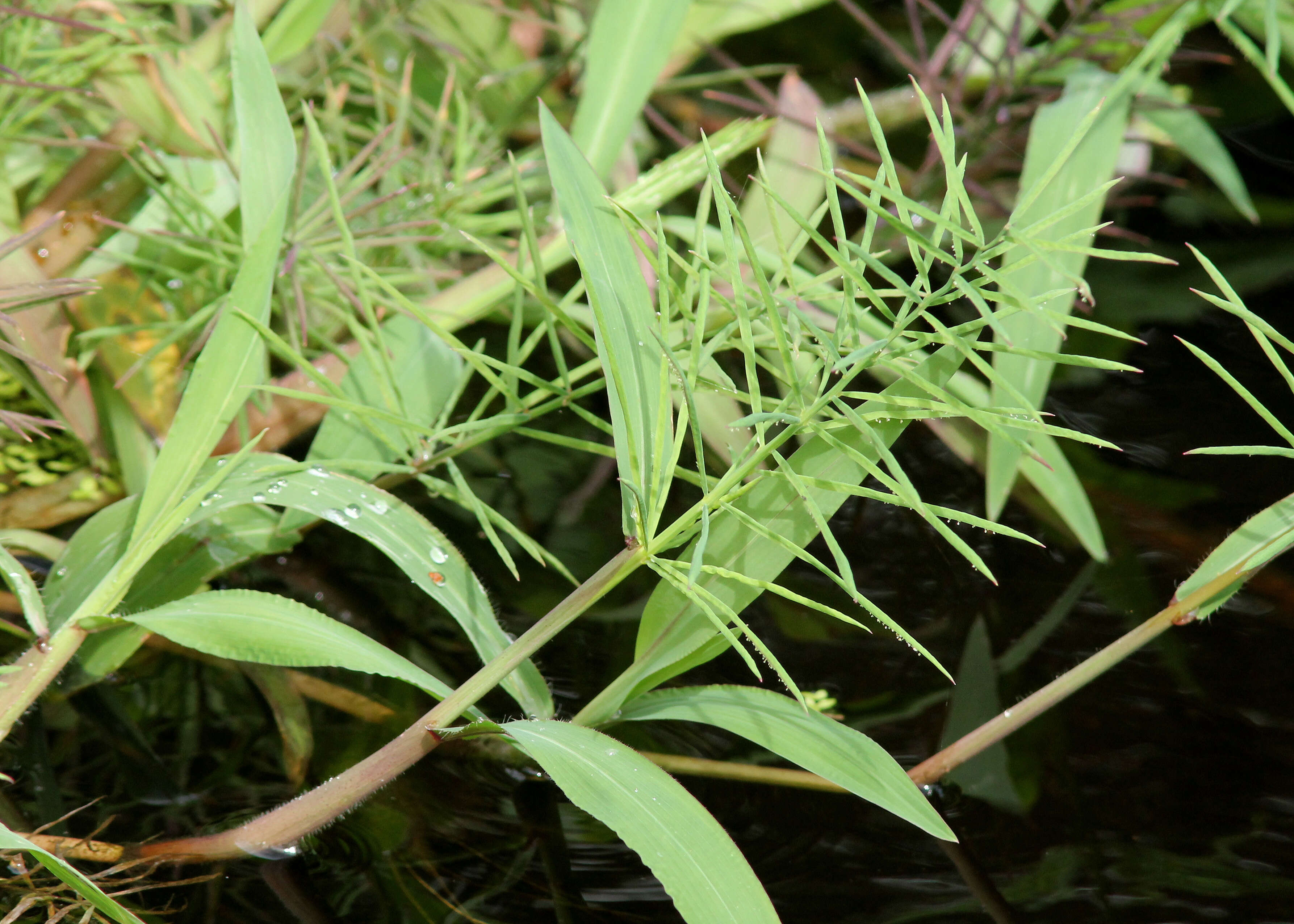 Image of crowngrass