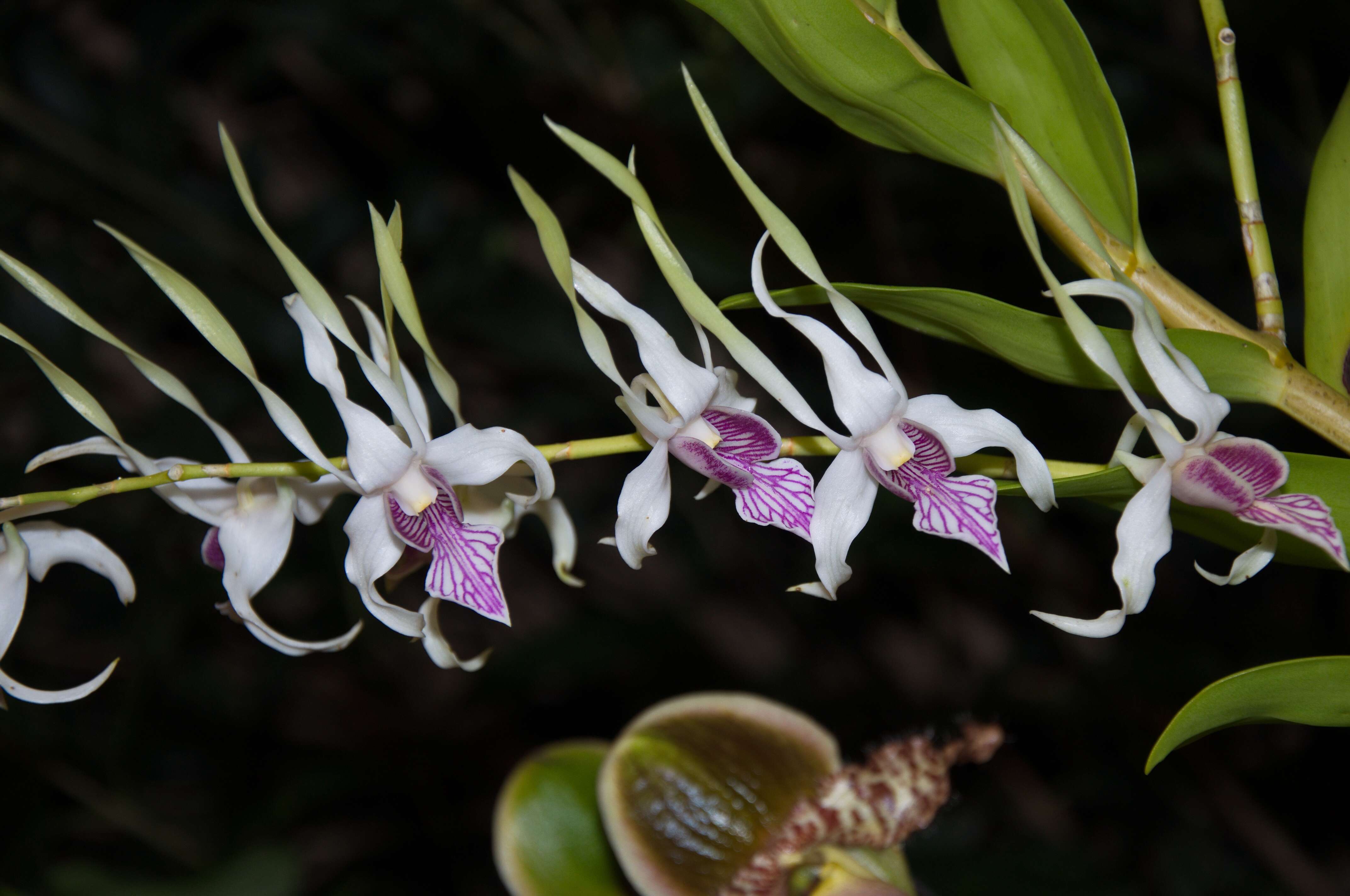 Image of Dendrobium stratiotes Rchb. fil.