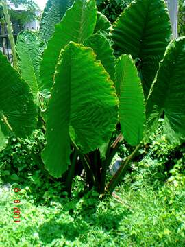 Image of giant taro