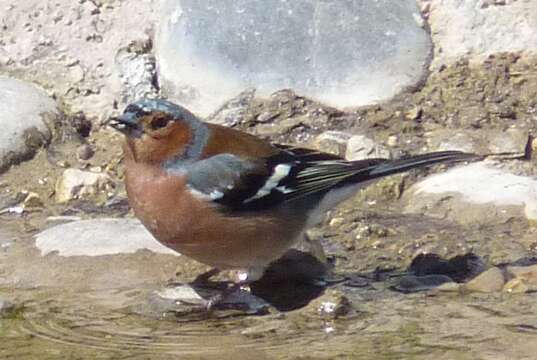 Image of Fringilla Linnaeus 1758