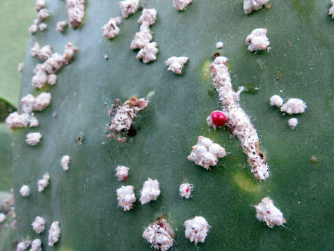 Image of Scales and Mealybugs