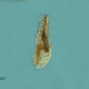 Image de Chilodontopsis hisionensis