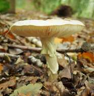 Image of False deathcap