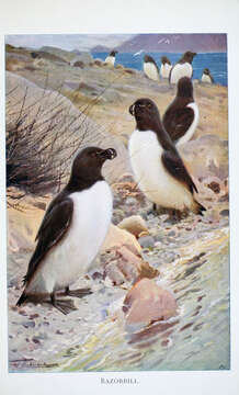 Image of Lesser auk