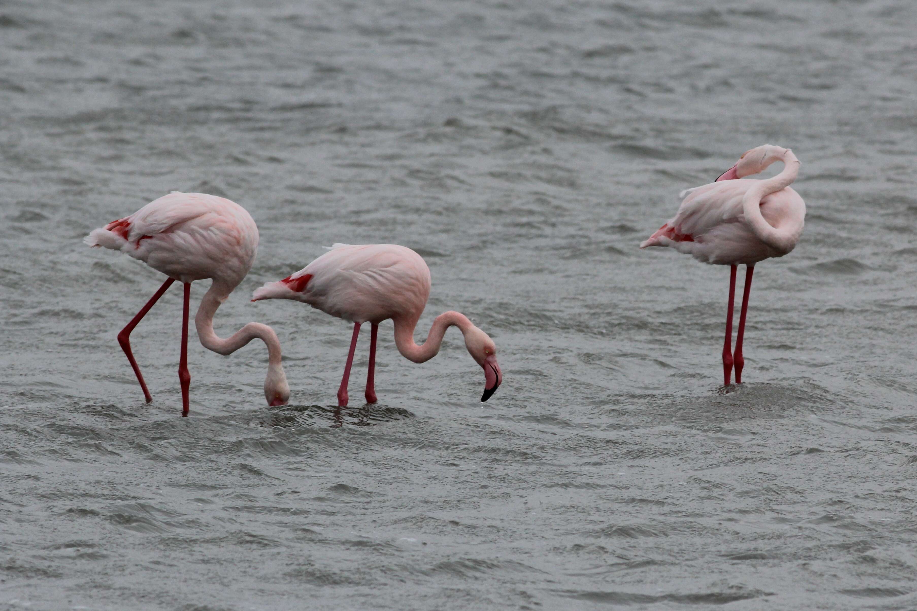 Imagem de Phoenicopterus Linnaeus 1758