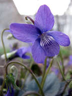 Image of alpine violet