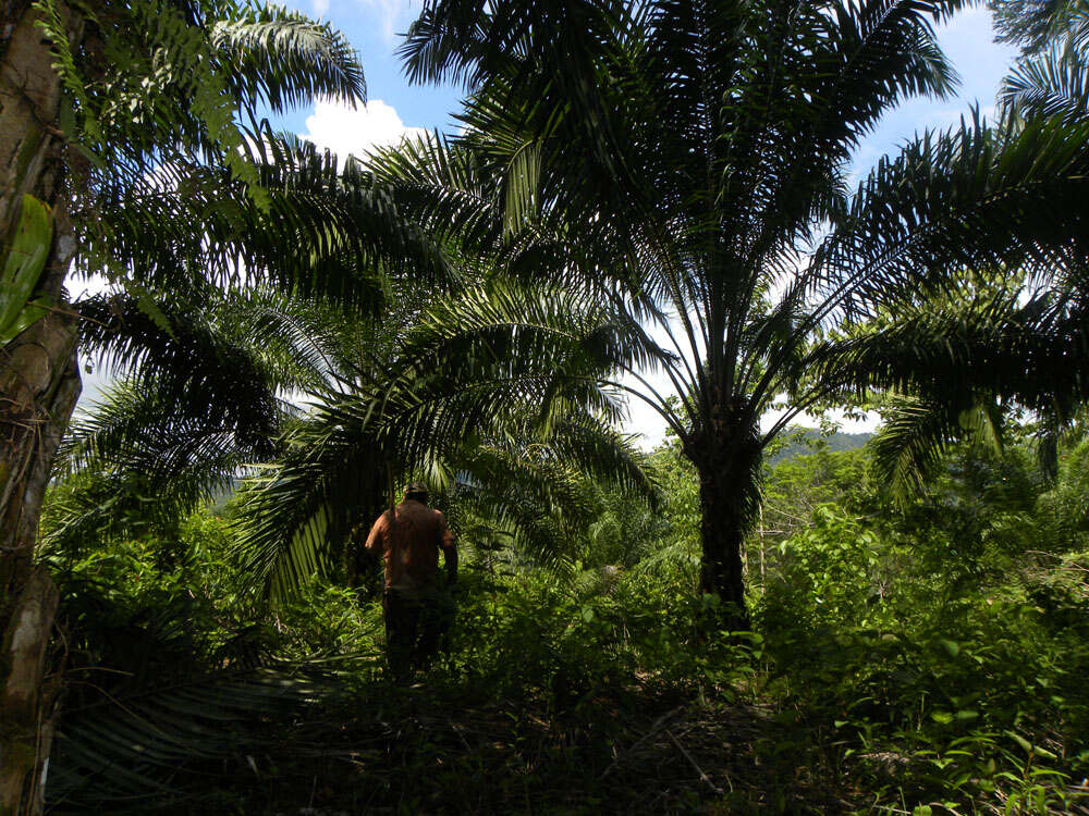 Image of oil palm