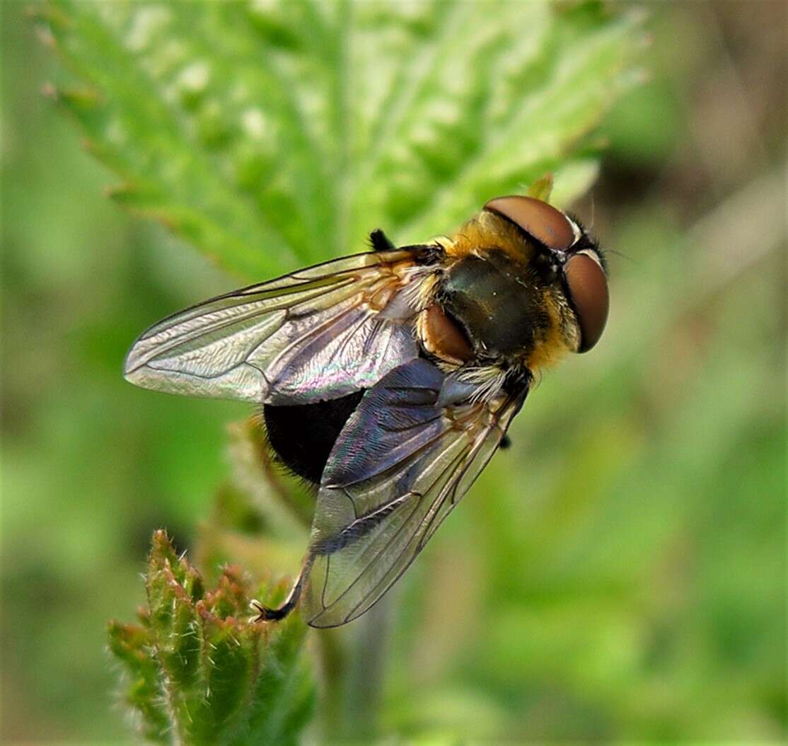 Image of Phasia hemiptera (Fabricius 1794)