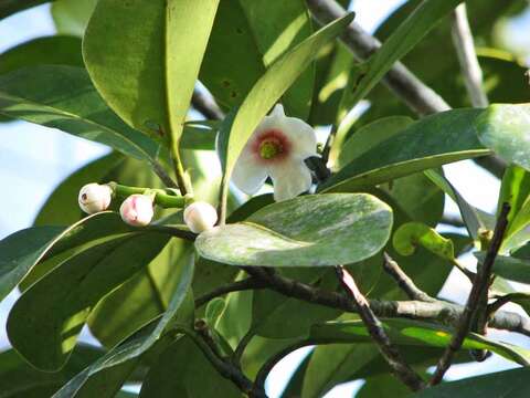 Image of Clusia nemorosa G. F. W. Mey.