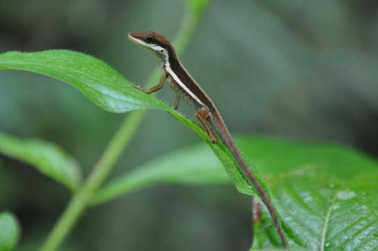 Image of Armoured Anole