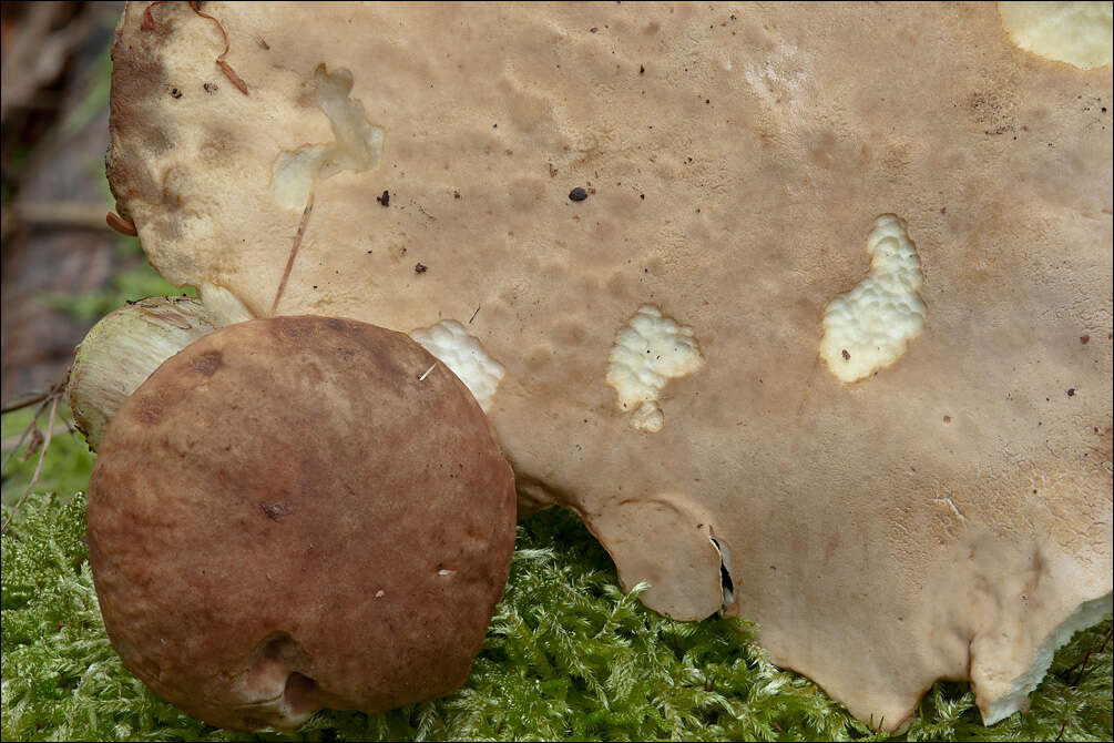 Image of Hemileccinum