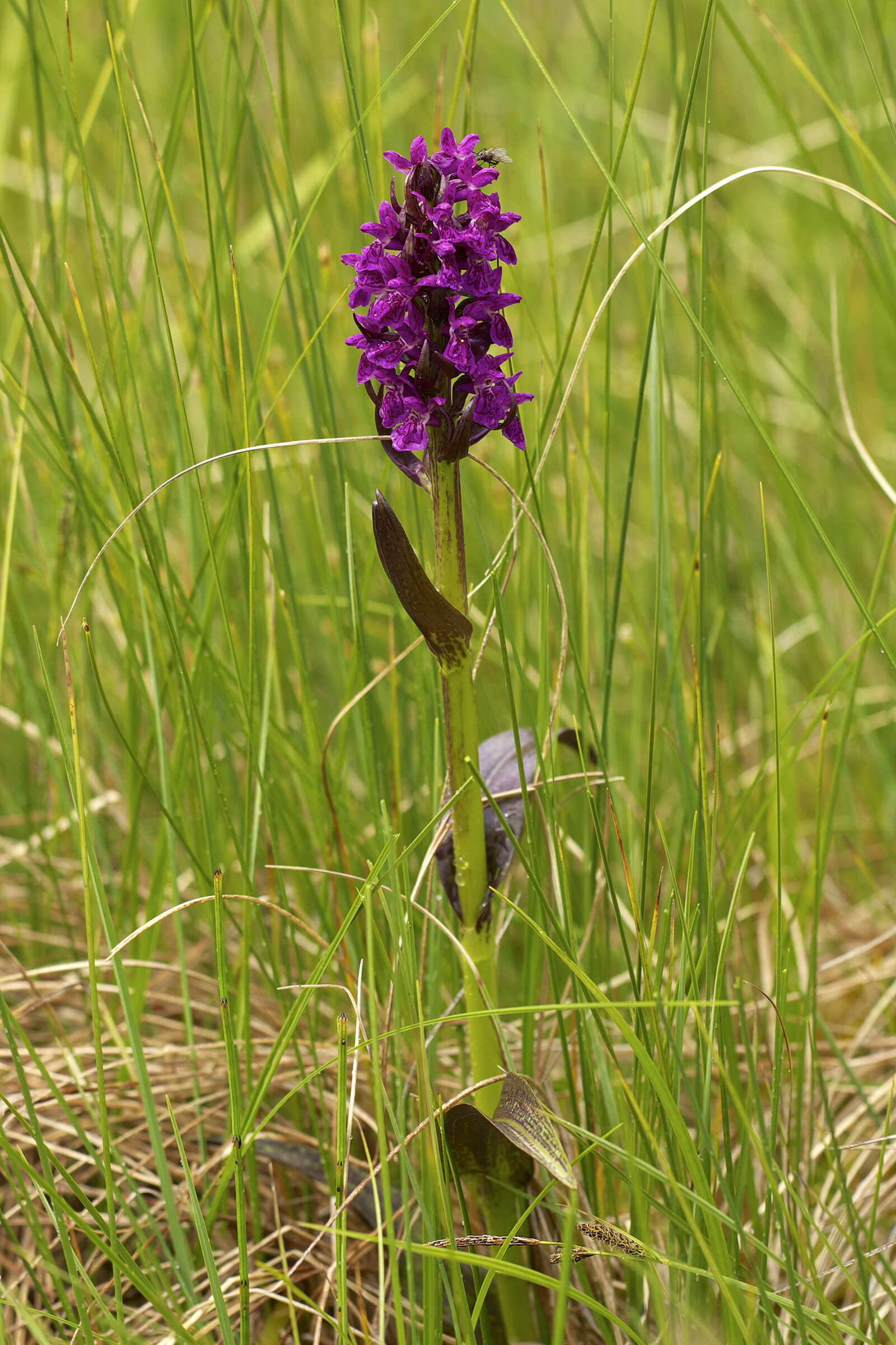 Dactylorhiza incarnata subsp. cruenta (O. F. Müll.) P. D. Sell resmi