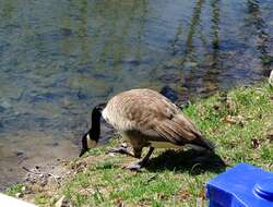 Image of Hawaiian goose