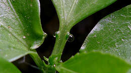 Image of Passiflora cacao Bernacci & M. M. Souza