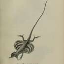 Sivun Draco taeniopterus Günther 1861 kuva