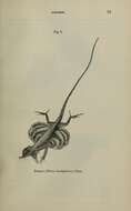 Sivun Draco Linnaeus 1758 kuva