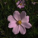 Image of garden cosmos