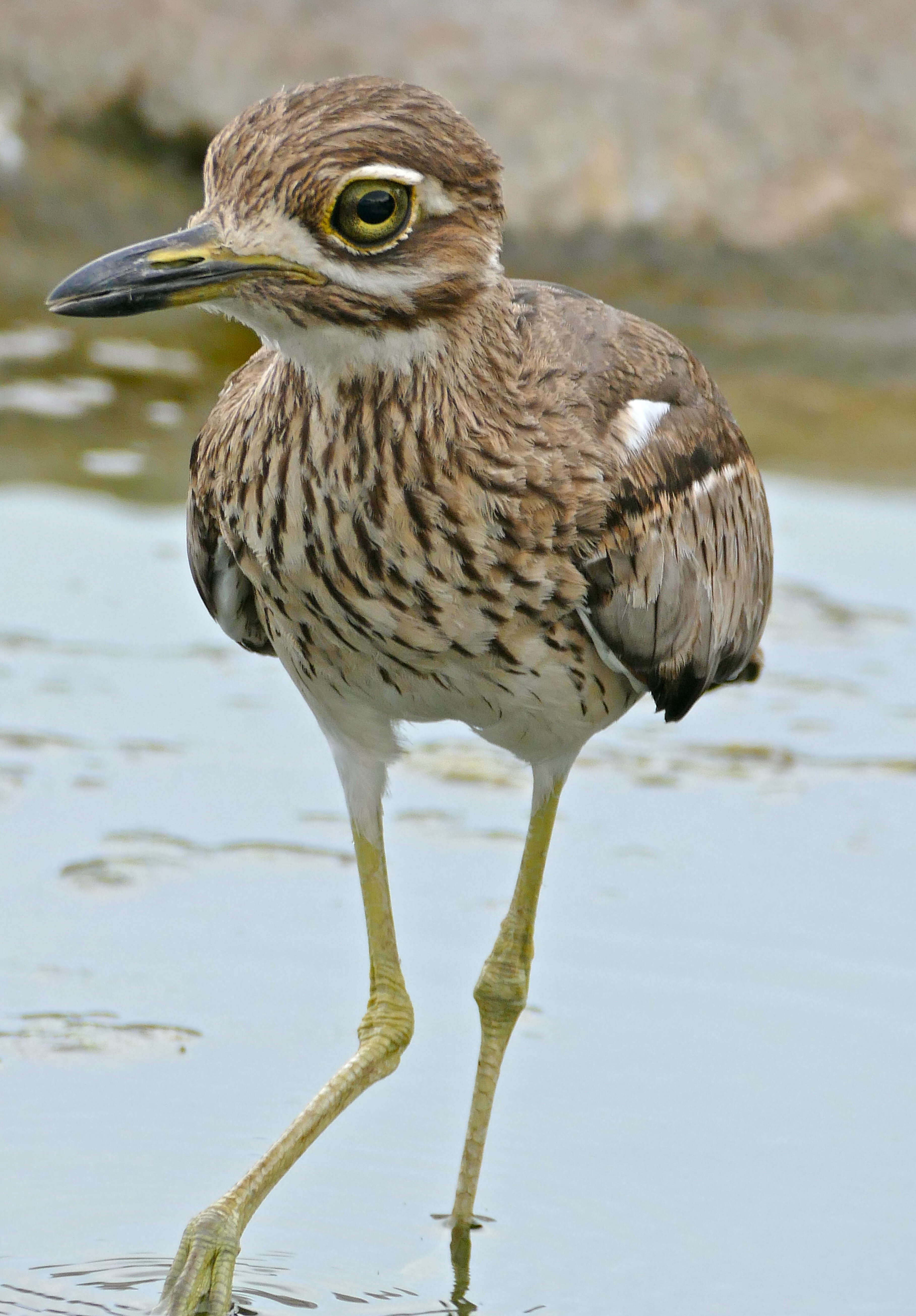 Image of Water Dikkop