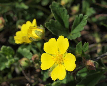 Image of Potentilla incana Gaertn. Mey. & Scherb.