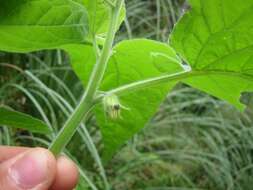 Image of groundcherry