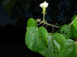 Image of balsa tree