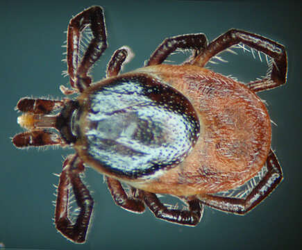 Image of Common sheep tick