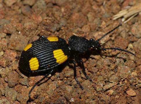 Image of Craspedophorus bonvouloirii (Chaudoir 1862)