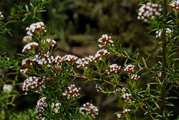 Image of Ozothamnus thyrsoideus DC.