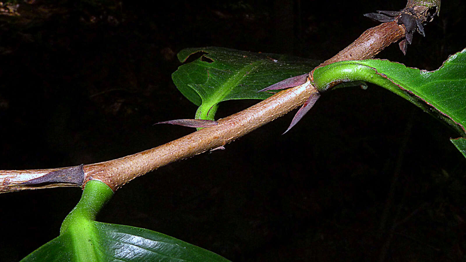 صورة Ouratea gigantophylla (Erhard) Engl.