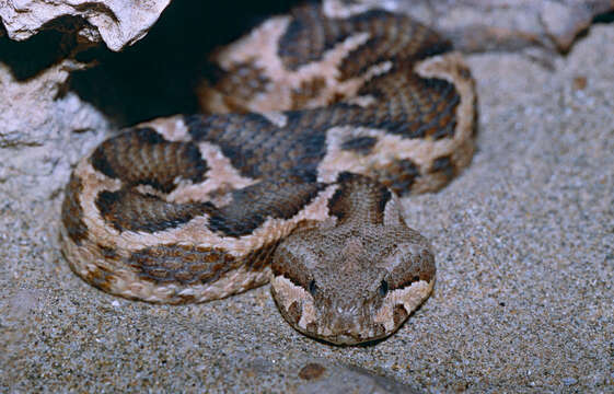 Image of Moorish Viper