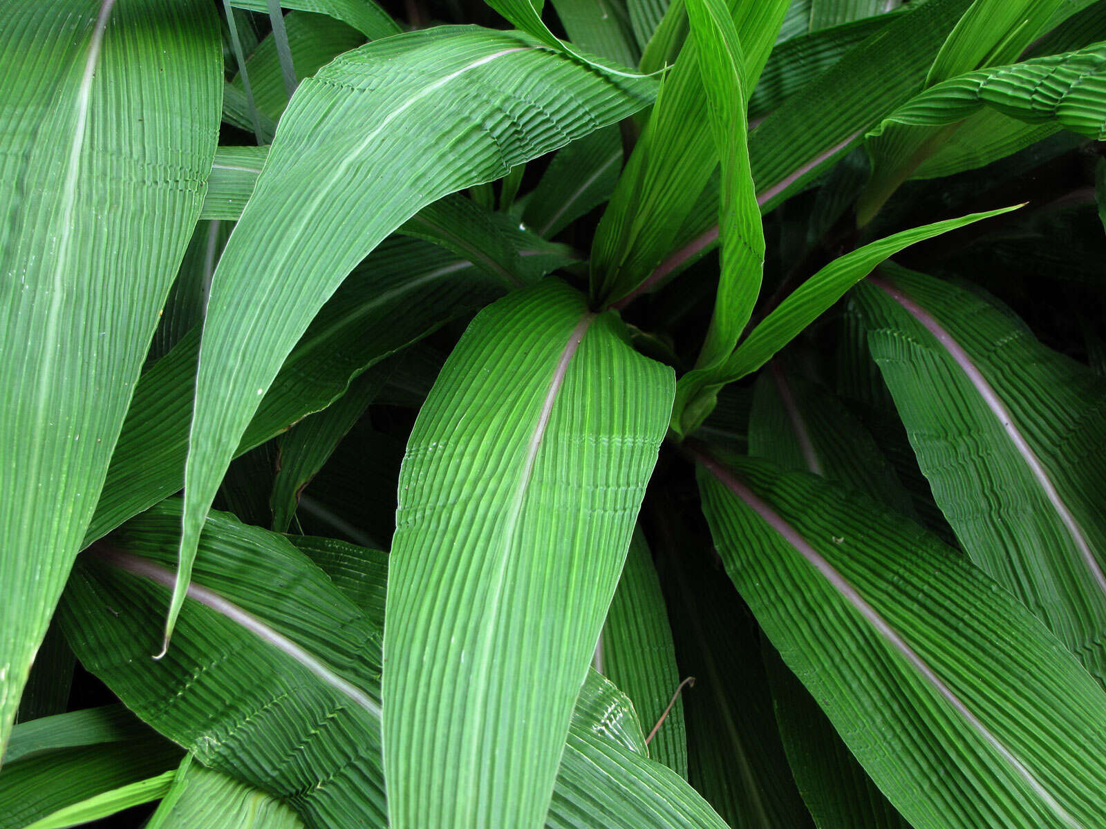 Image of Bristlegrass