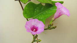 Image of Ipomoea cynanchifolia Meisn.