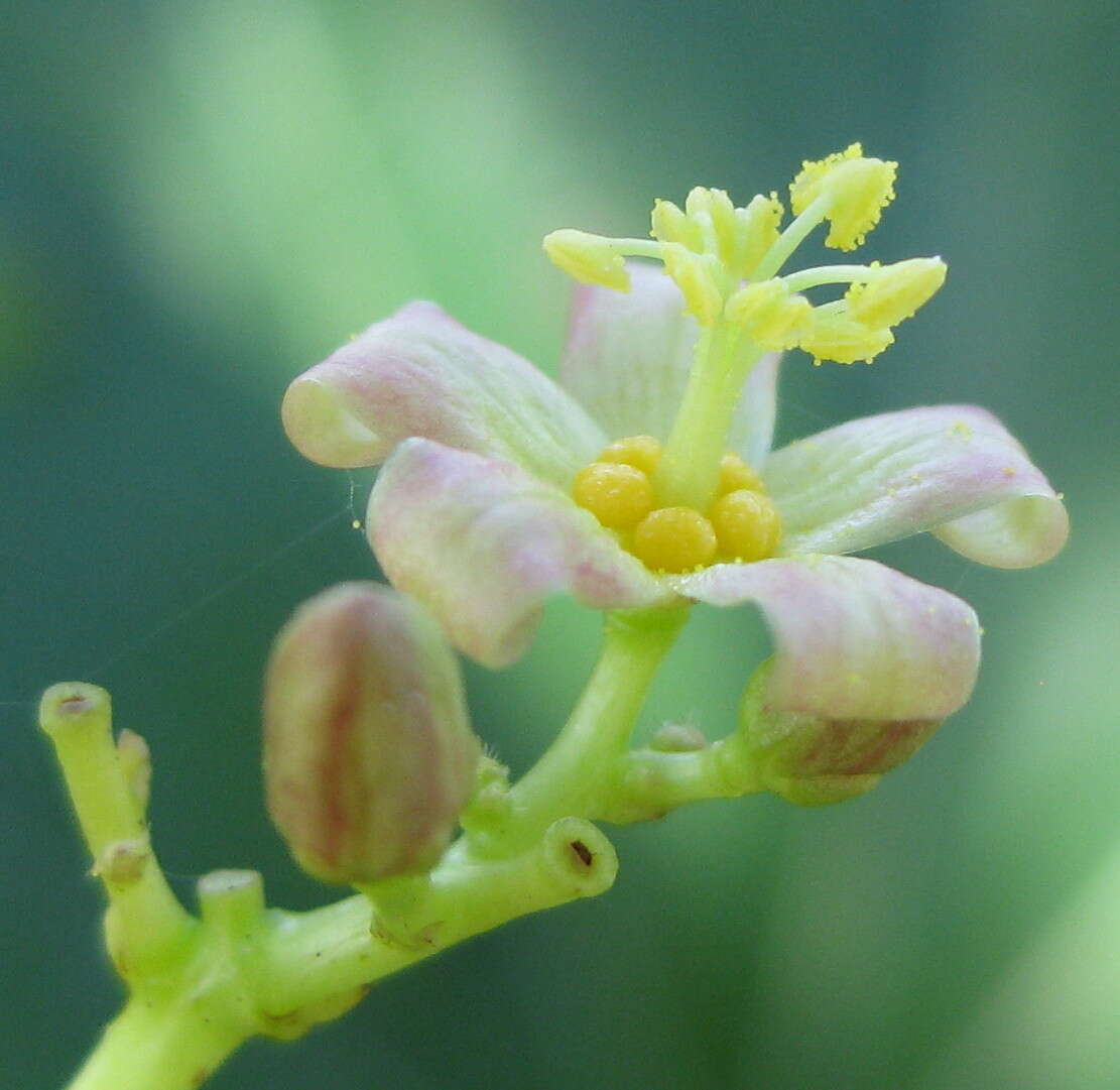 Image of Jatropha macrophylla Pax & K. Hoffm.
