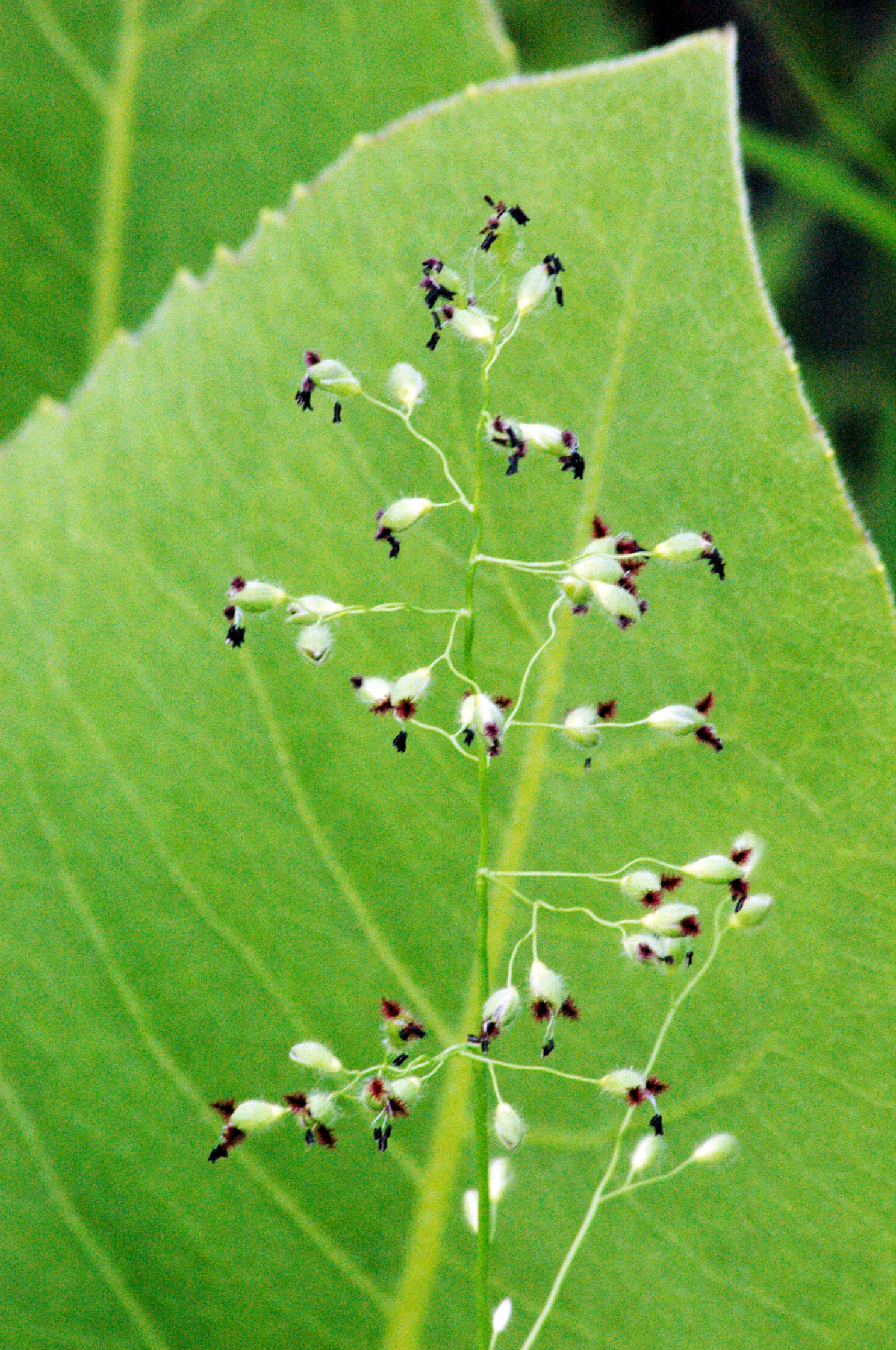 Image of Leiberg's Rosette Grass