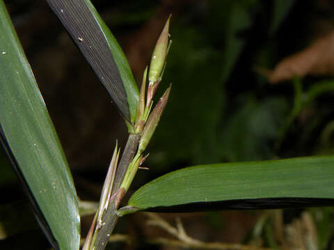 Image of Cryptochloa